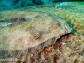   Flounder. Olympus pen housing Flounder  